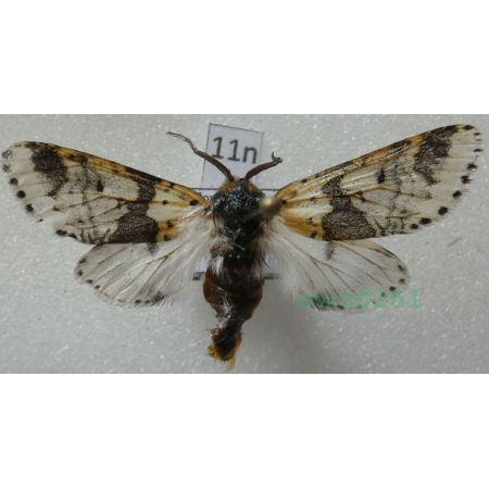 Furcula bicuspis (Borkhausen, 1790) male Poland11n